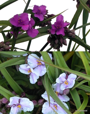 Perennials