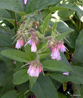 Perennials