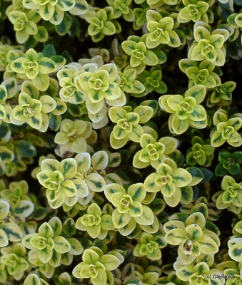 Perennials