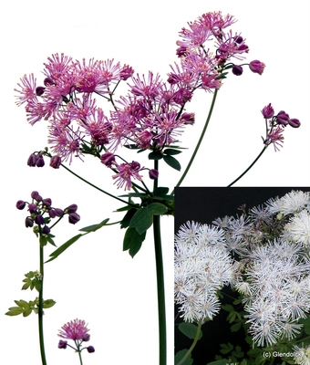 Perennials