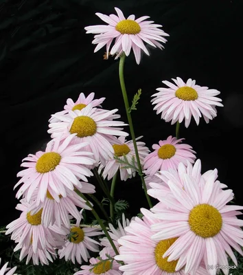 Perennials