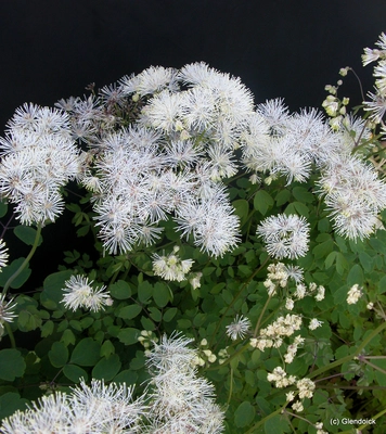 Perennials