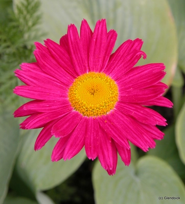 Perennials