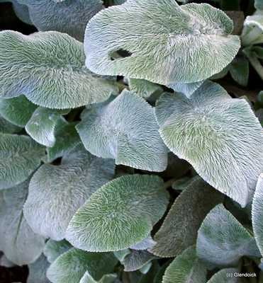 Perennials