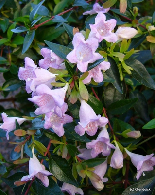Shrubs