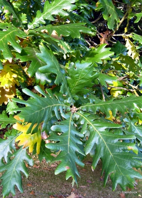 Trees