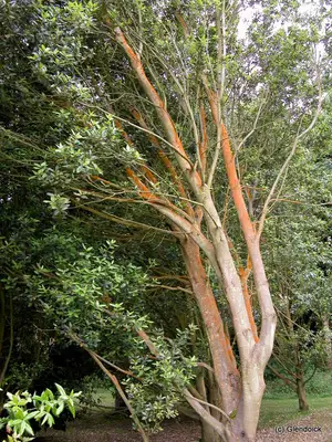 Trees