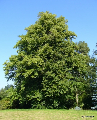 Trees