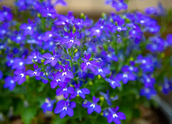 Bedding plants and containers