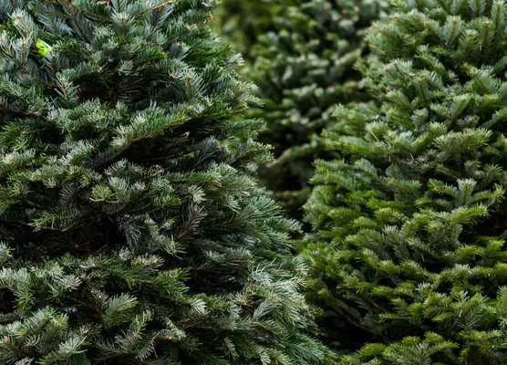 Christmas Trees | Glendoick Garden Centre, Glencarse, Perth