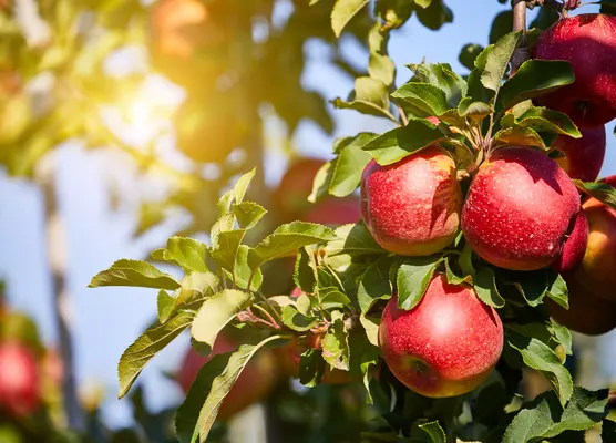 Fruit trees and Bushes