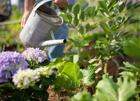 Gardening | Glendoick Garden Centre, Glencarse, Perth