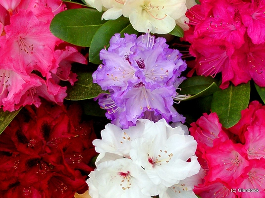 Rhododendrons and Azaleas