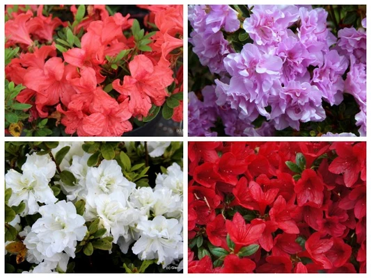 Rhododendrons and Azaleas | Glendoick Garden Centre, Glenc