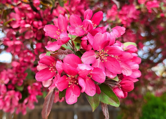 Trees for Scotland | Glendoick Garden Centre, Glencarse, Perth